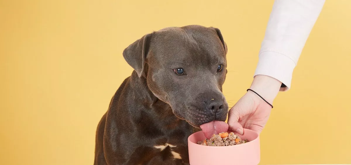 Feeding hotsell a pitbull